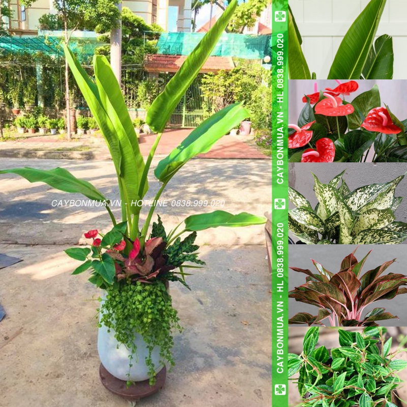 [Mẫu 1] Cây chuối rẻ quạt mix 5 loại - chậu xi măng